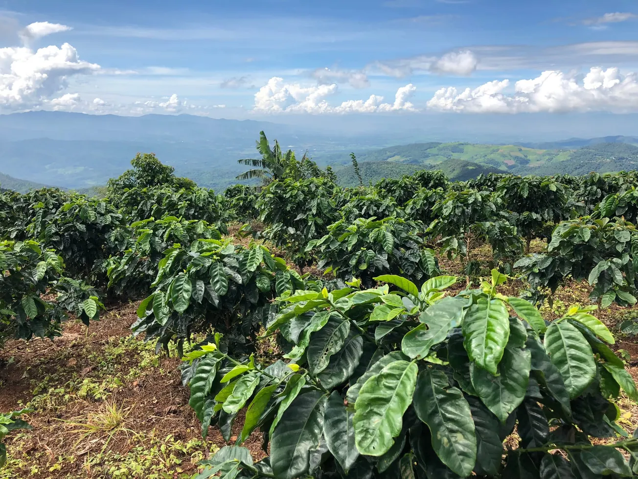 Episode 218: If not now, when? Coffee’s path to a sustainable future