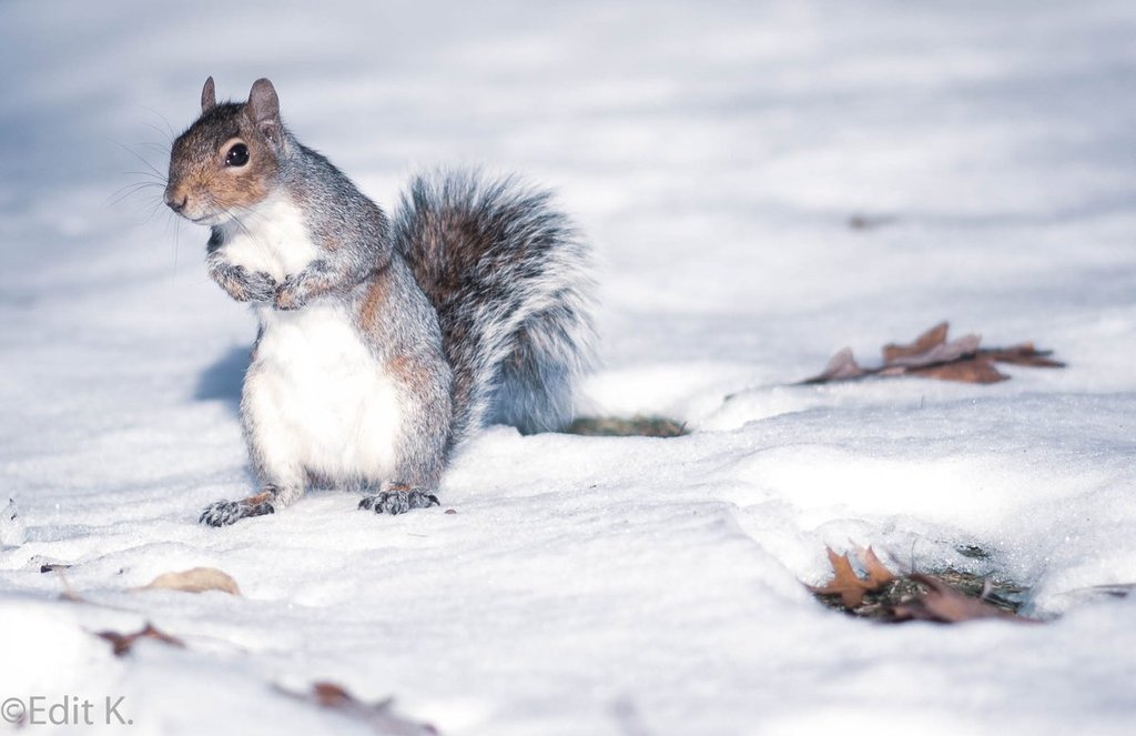 Enjoying_the_first_snowfall_of_the_season_at_Fort_Lee_NewJersey_by_Edit_K._007_edit_1024x1024