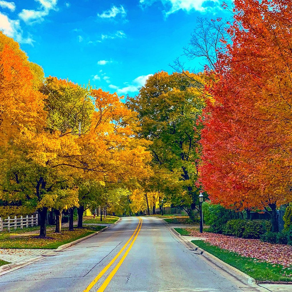 Fall_Colors_in_the_Chicago_Suburbs_by_Andy_Masur_Andy_Masur1_1024x1024