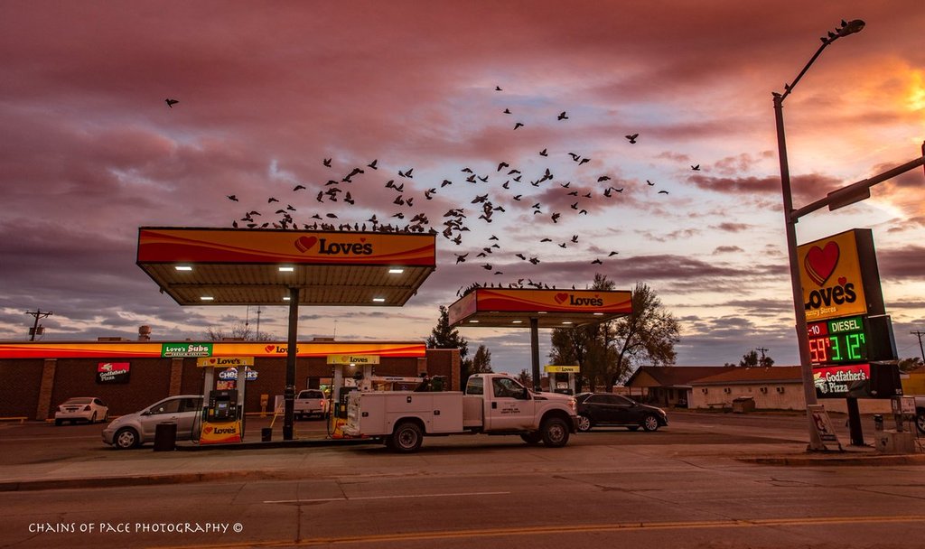 Gathering_of_birds_at_sunset_in_Oklahoma_by_Arlene_Winfrey_chainsofpace_1024x1024