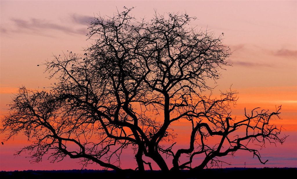 Sunset_the_night_before_Halloween_along_the_SJAMWinterTrail_at_Westboro_Beach_by_Nancy_NancyFromCanada_1024x1024