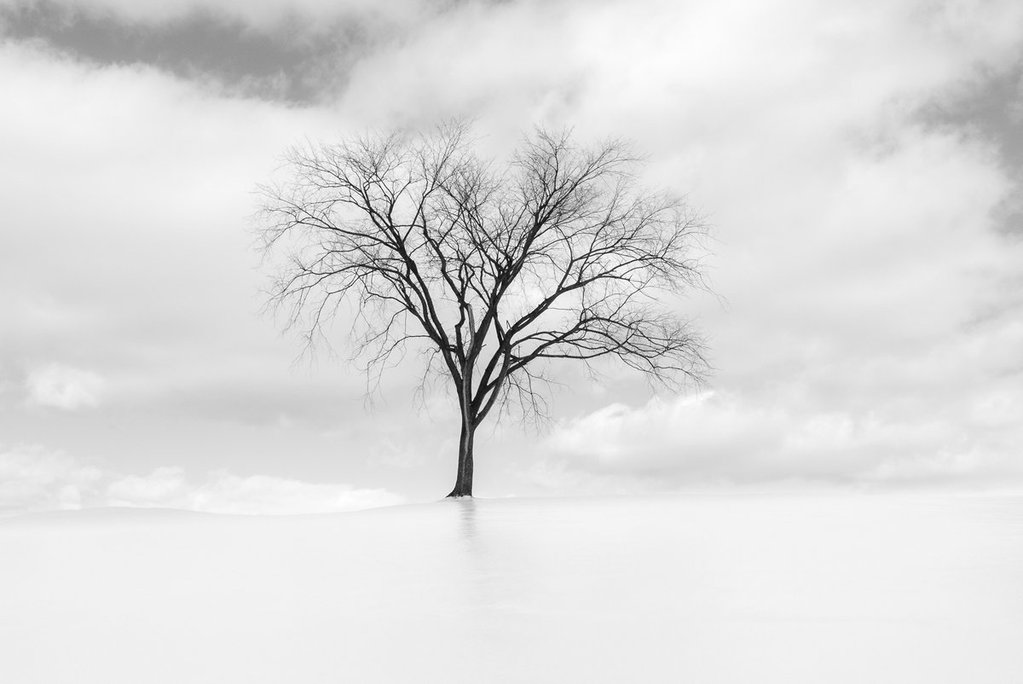 1st_Place_A_48_hour_Freezing_rain_storm_in_Kingston_Ontario_in_MID_APRIL_by_Iris_van_Loon_11Iris05_1024x1024