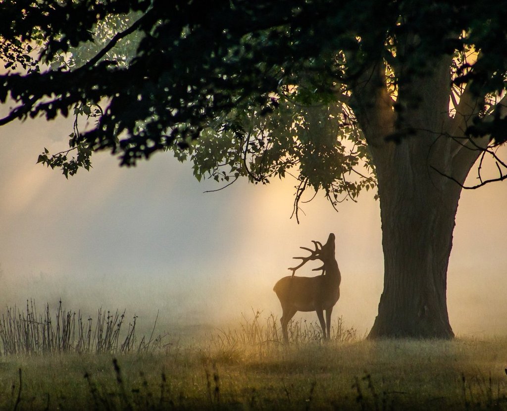 1st_Place_A_stag_in_Bushy_Park_London_by_David_David_Photos_UK_1fc335b8-8101-4c10-8c6e-70b582c1e54f_1024x1024