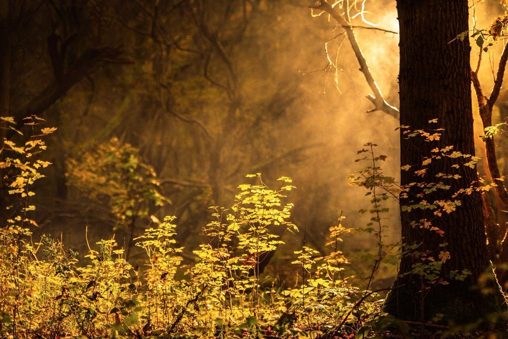 1st_Place_Potton_Woods_South_Cambridgeshire_by_Gareth_IrishPixel_49f7b6d4-9548-4688-969b-4c80fa546137_1024x1024