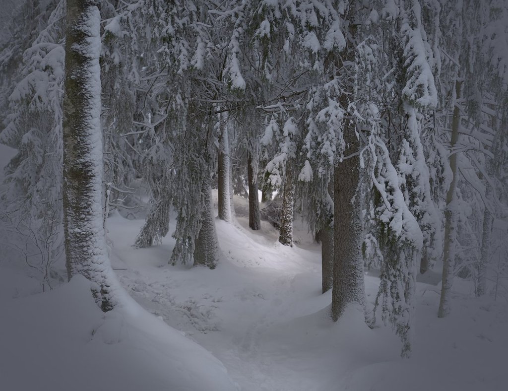 A_magical_walk_in_the_forest_near_Stockholm_by_Scattered_Light__scatteredlight_1024x1024