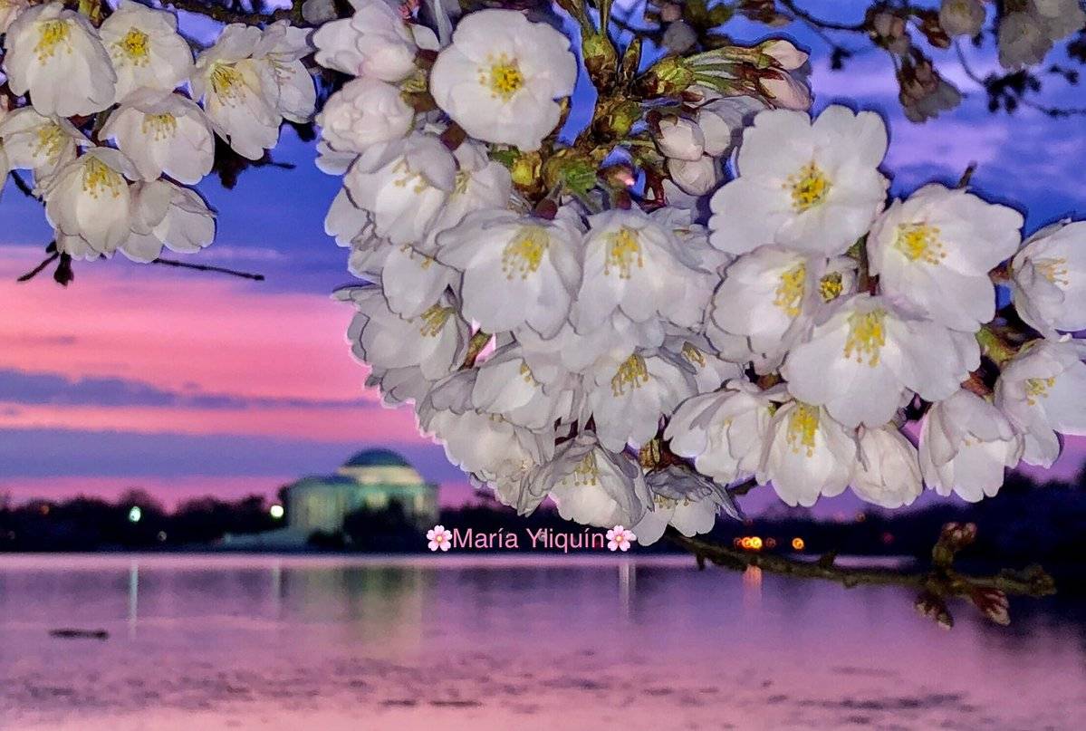 Cherry Blossom at the Tidal Basin in Washington DC by MarĂa YliquĂn @MMMaryluna