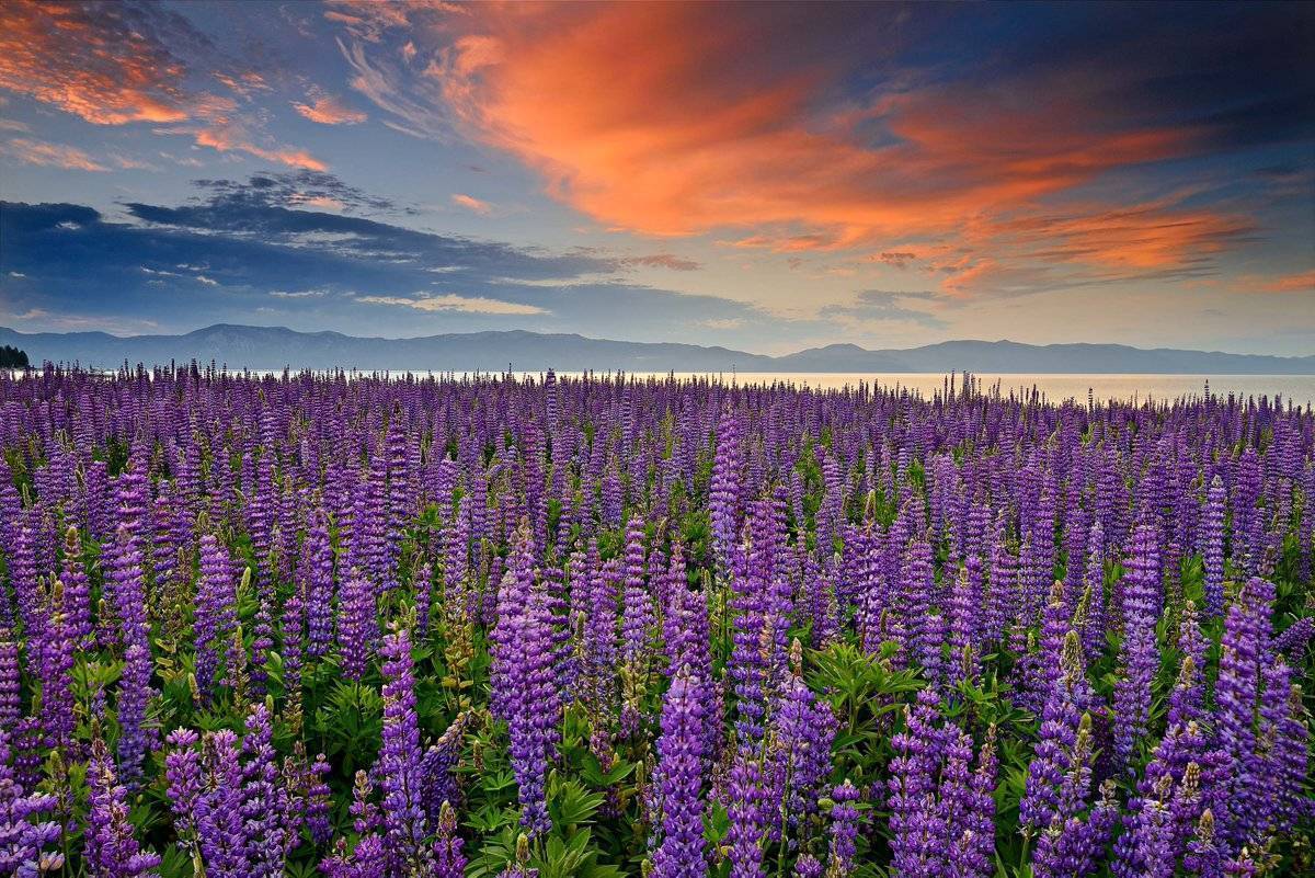 Field of blooming lupine wildflowers at Lake Tahoe by David Shield @DShieldPhoto