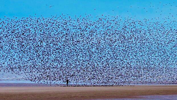 Man_in_the_murmuration_at_North_Pier_Blackpool_by_David_Kay_DavidKay15_1024x1024