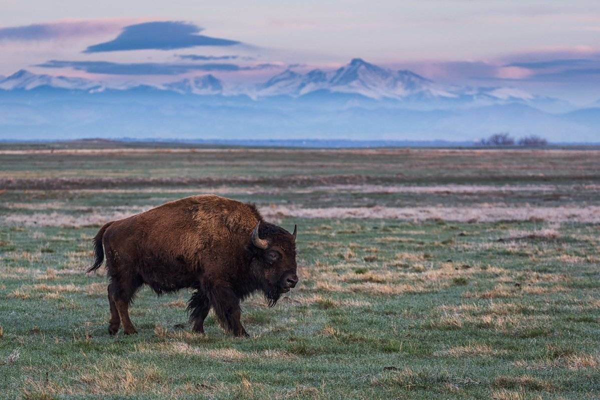 A bison strolls across the open plains of Colorado by Michael Ryno Photo @mnryno34