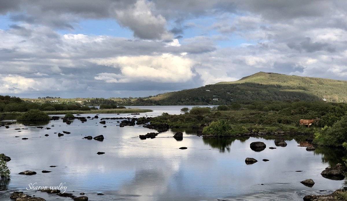 Grazing cow Glenbeigh, Quaybaun Kerry by SharonWelby @sharonspictures