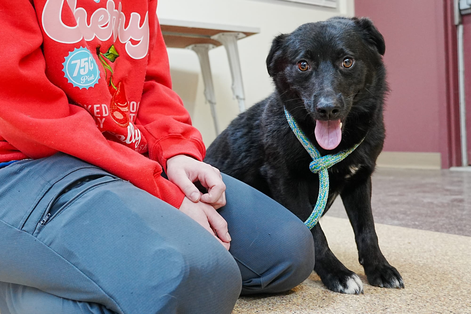 An adult male dog rescued from flooding in Kwigillingok