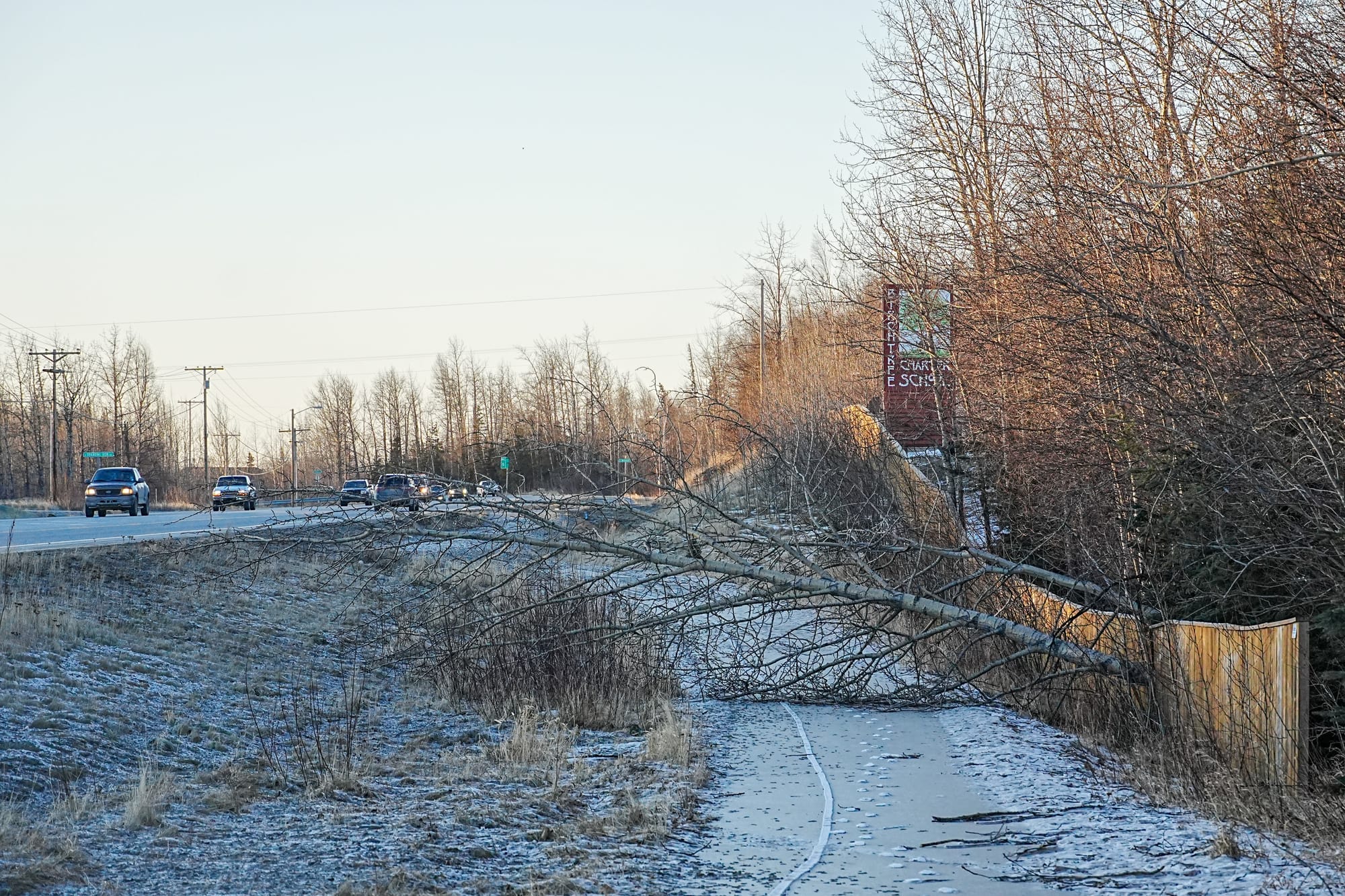A tree sits over a bike path