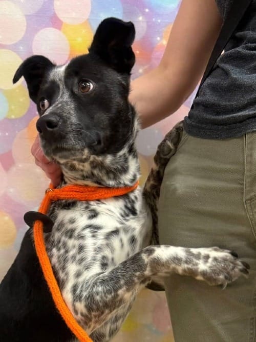 Birdie, shown on April 26, 2026 at the Matanuska-Susitna Borough Animal Shelter, was seized April 25, 2026