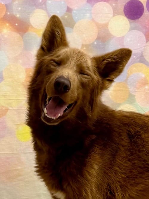 Woody, shown April 24, 2026, at the Matanuska-Susitna Borough Animal Shelter, was seized from a Caswell Lakes-area property