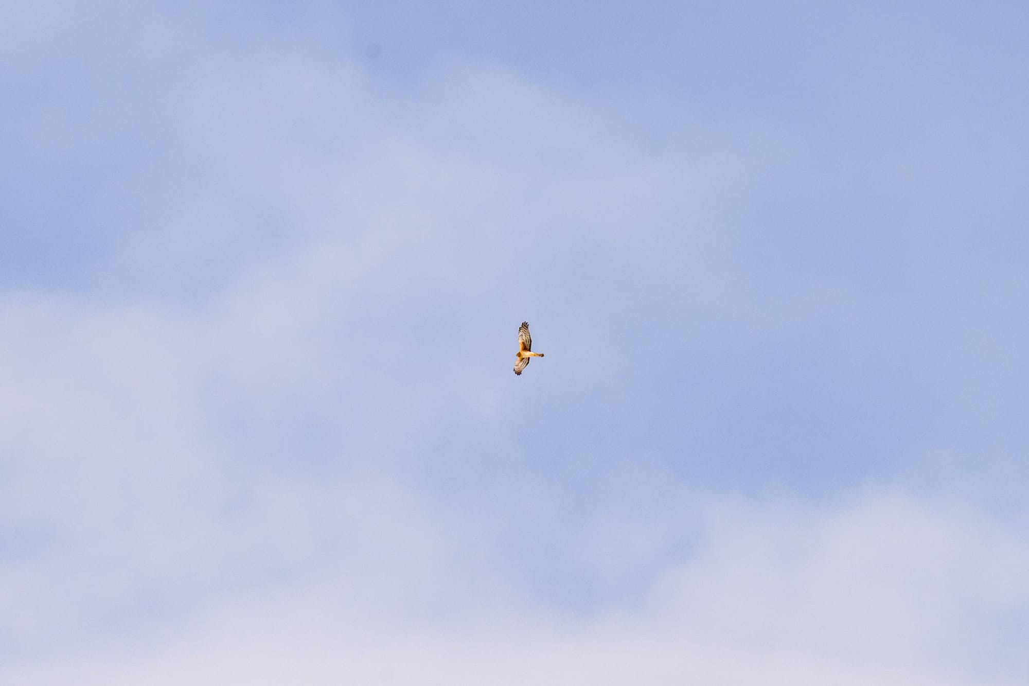 A female northern harrier soars above the Gunsight Mountain Hawkwatch