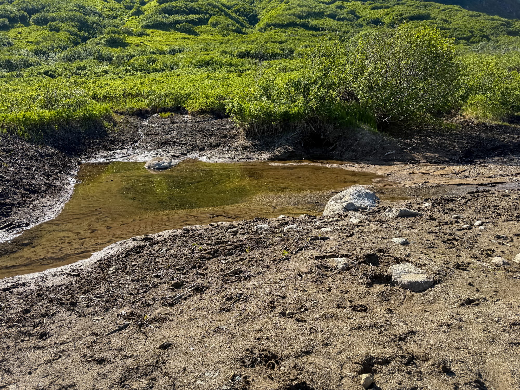 One of two now-removed beaver ponds along Archangel Road