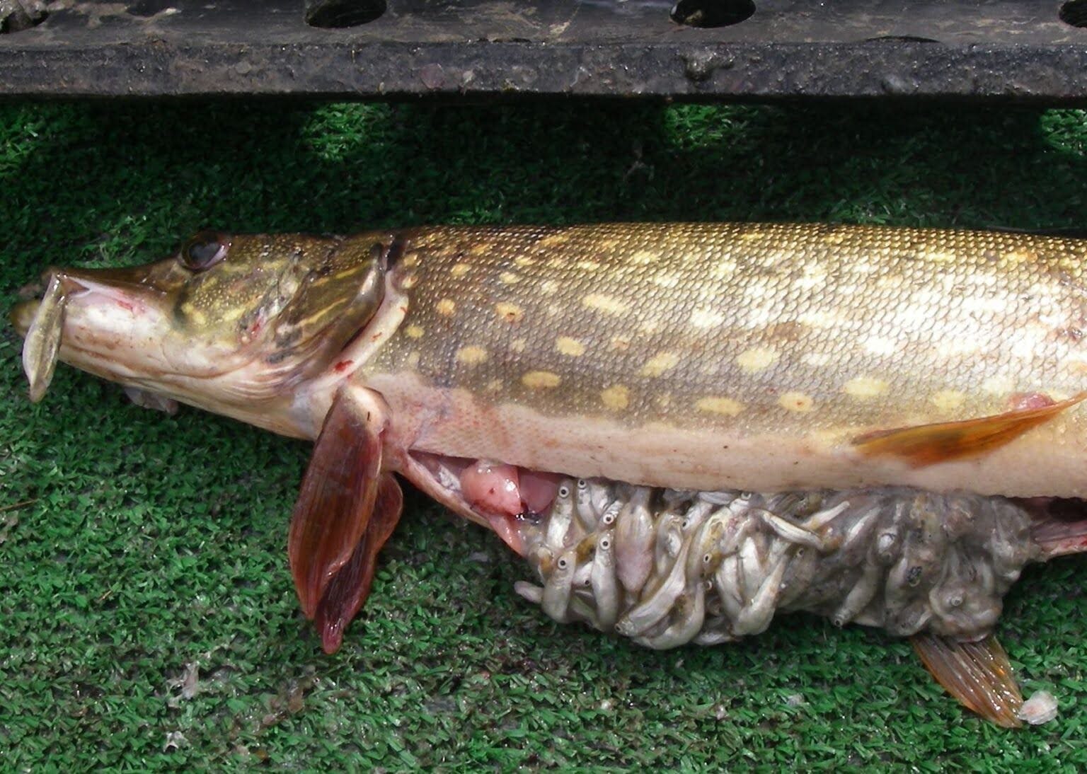 The stomach of a northern pike filled with juvenile salmon it consumed