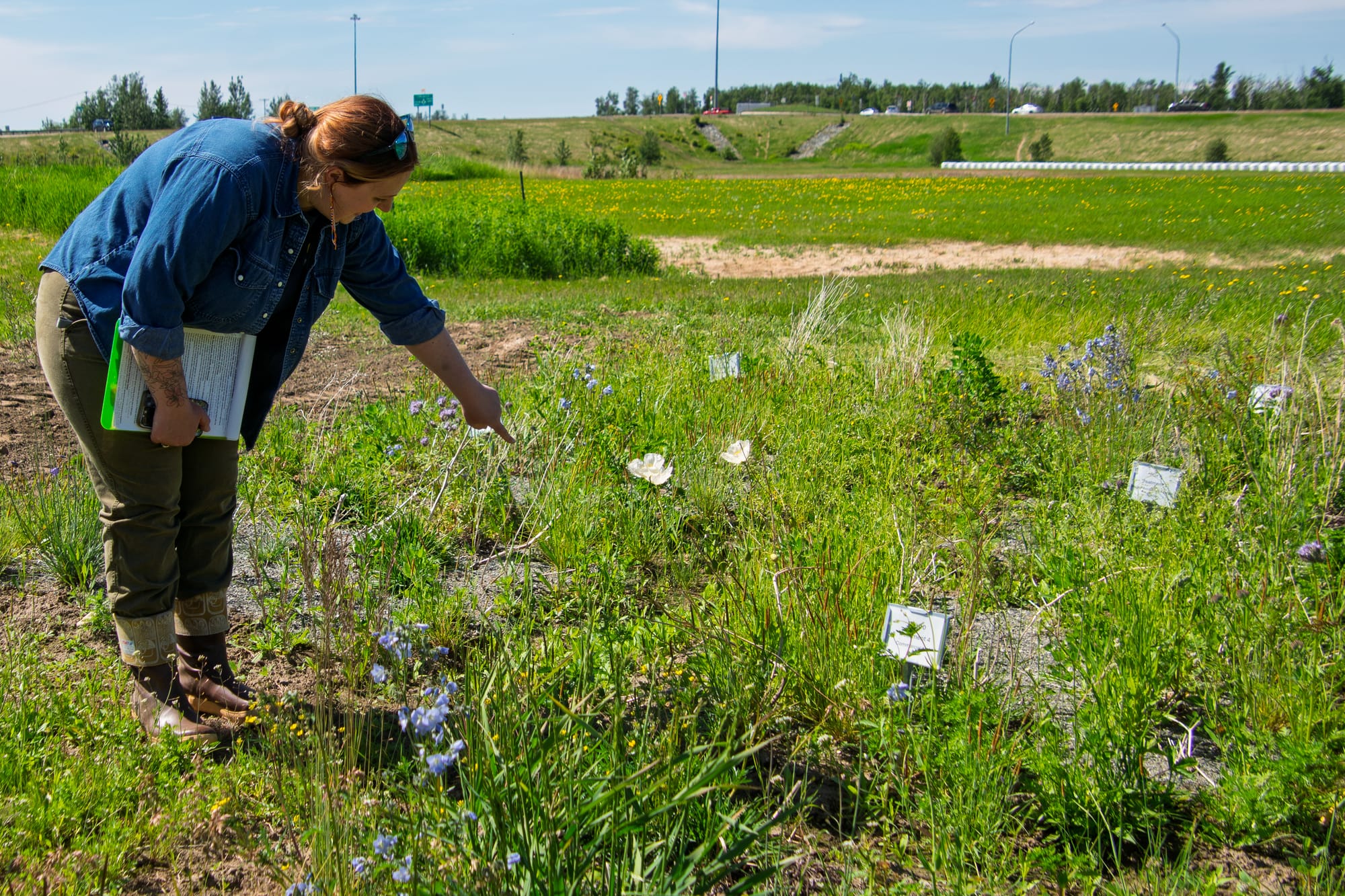 UAF farm manager Aimee Young shows a test plot