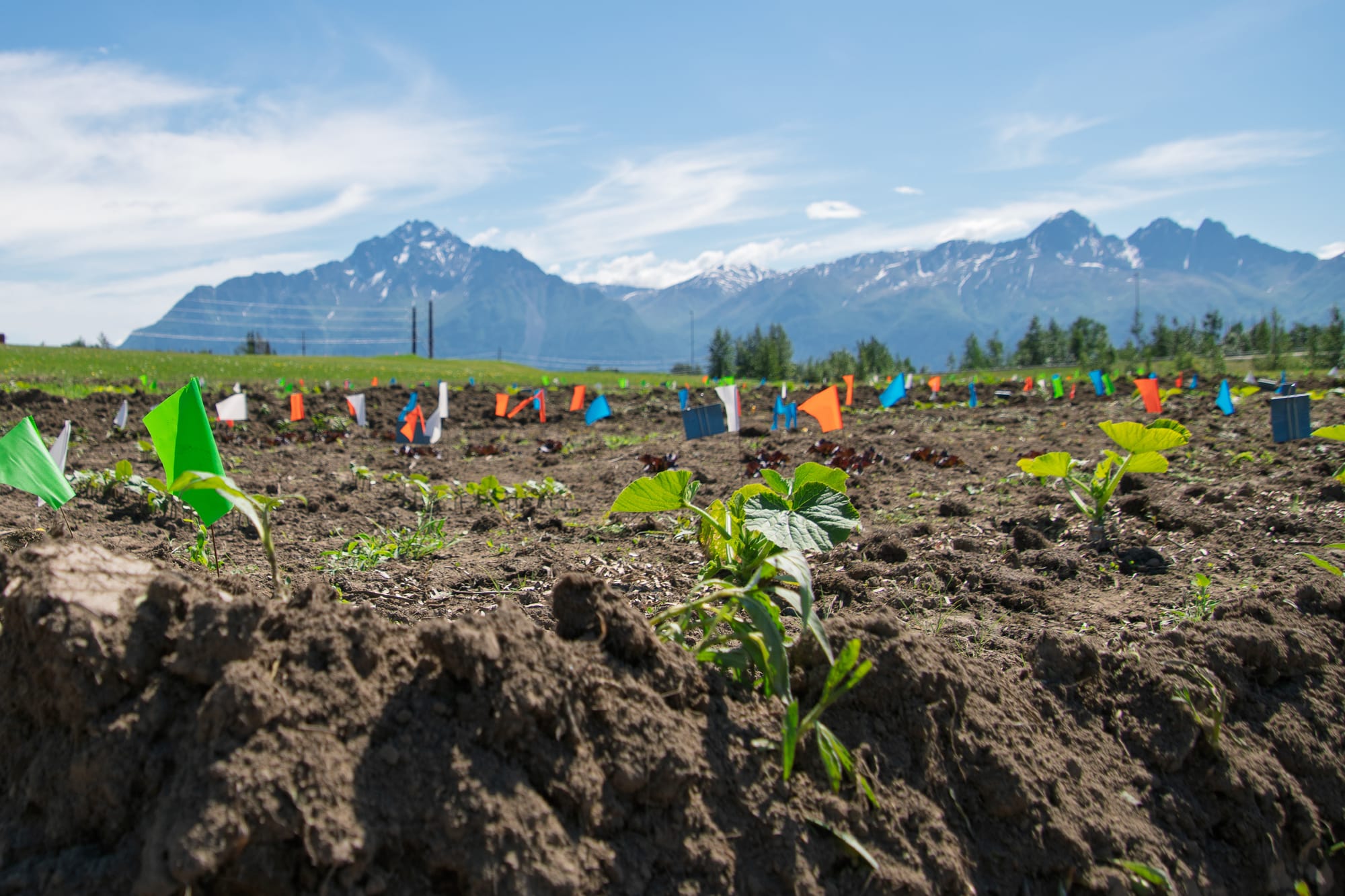 The kelp study sits against a stunning view of Pioneer Peak