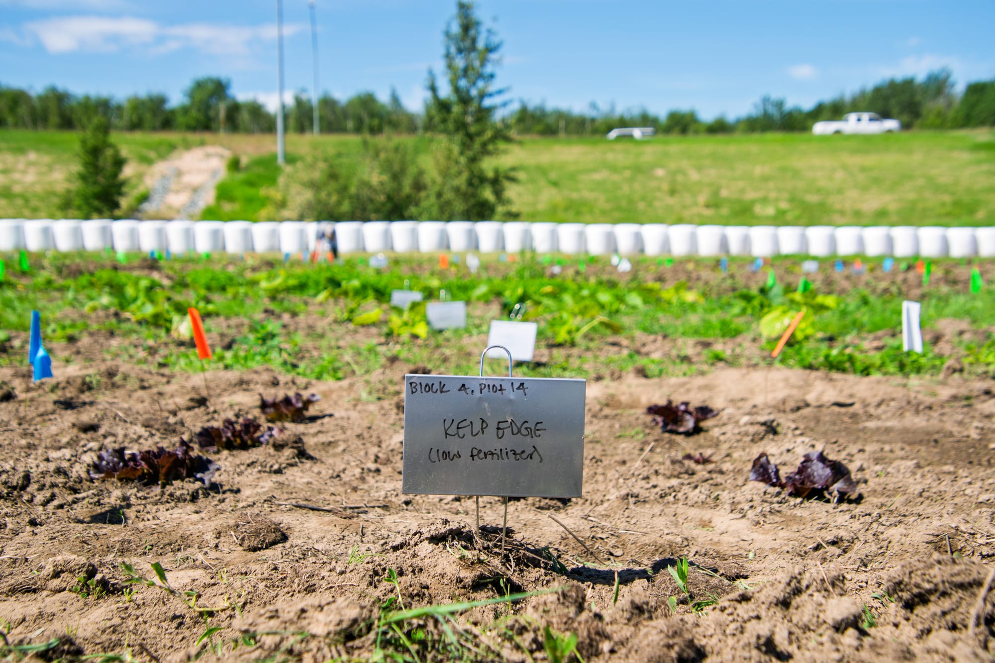 A plot of cabbages at the Matanuska Experiment Farm