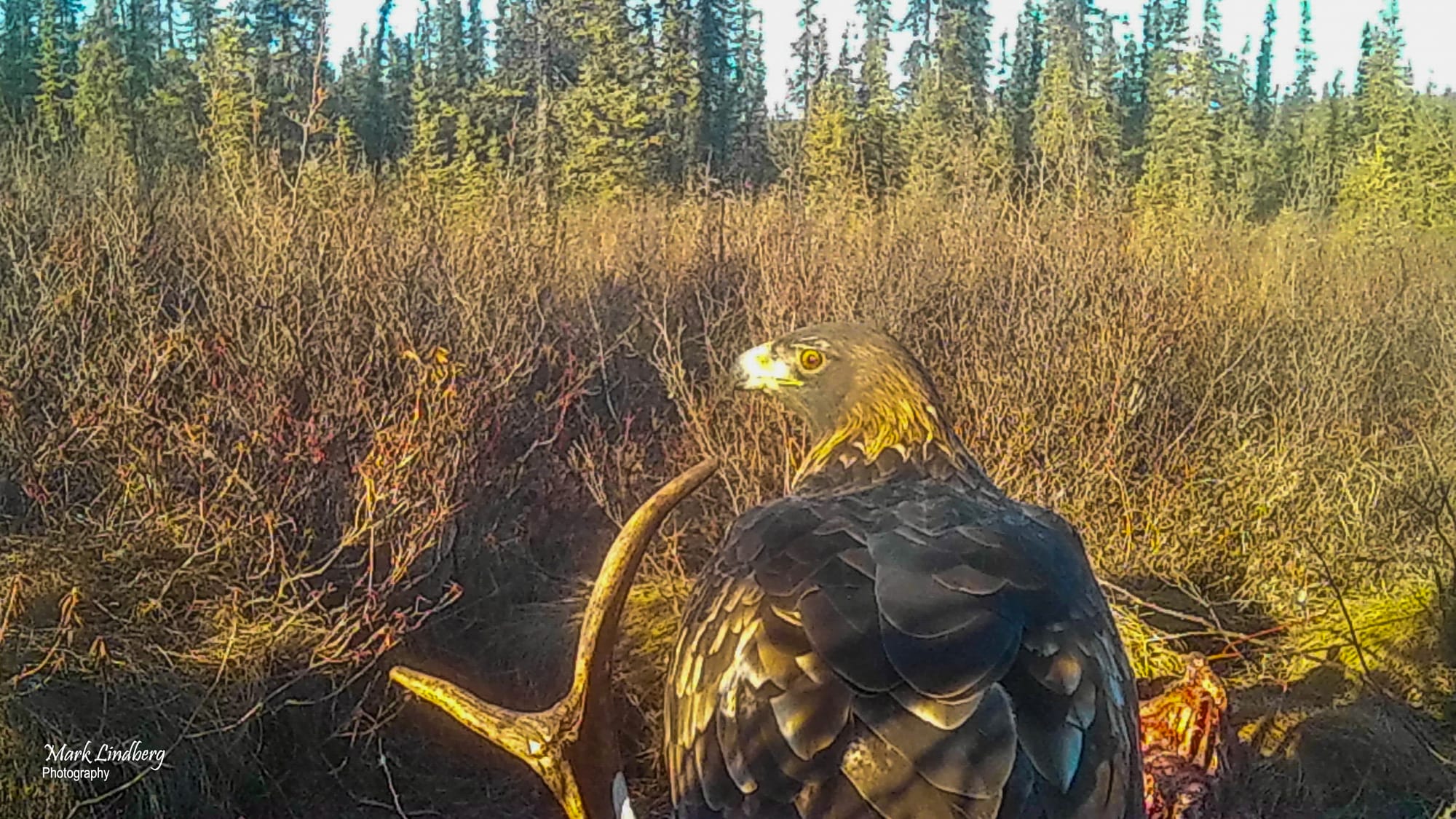 A golden eagle feeds on a moose carcass