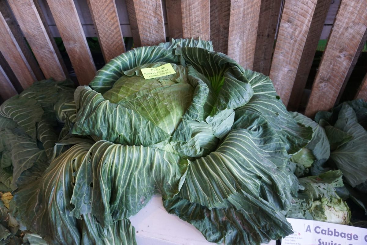 Palmer legislator proposes Alaska's record-setting giant cabbage as official state vegetable