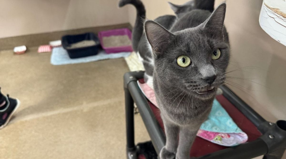 Mat-Su Borough rolls out new low-cost spay and neuter programs