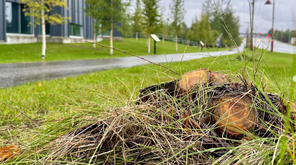 Alaska officials impose statewide ban on two kinds of invasive trees