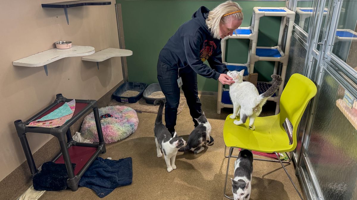 Mat-Su animal control takover may boost taxes in Wasilla, Palmer and Houston