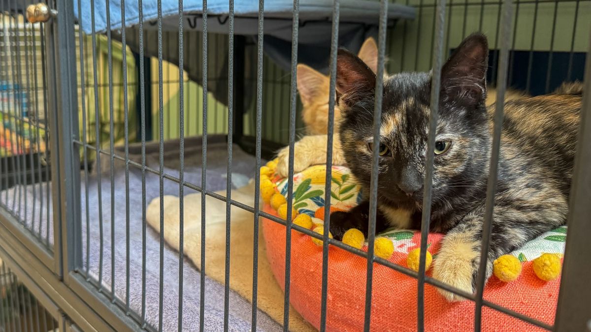 Mat-Su Assembly approves animal control takeover, tax shift for city residents