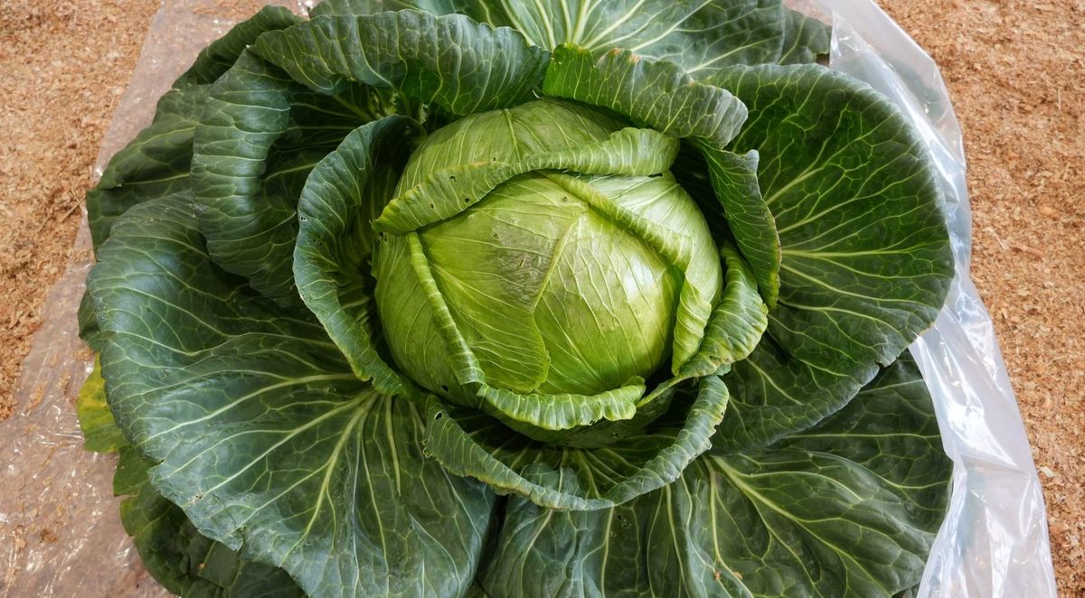 Alaska’s famously massive cabbages should be the official state vegetable, state House says