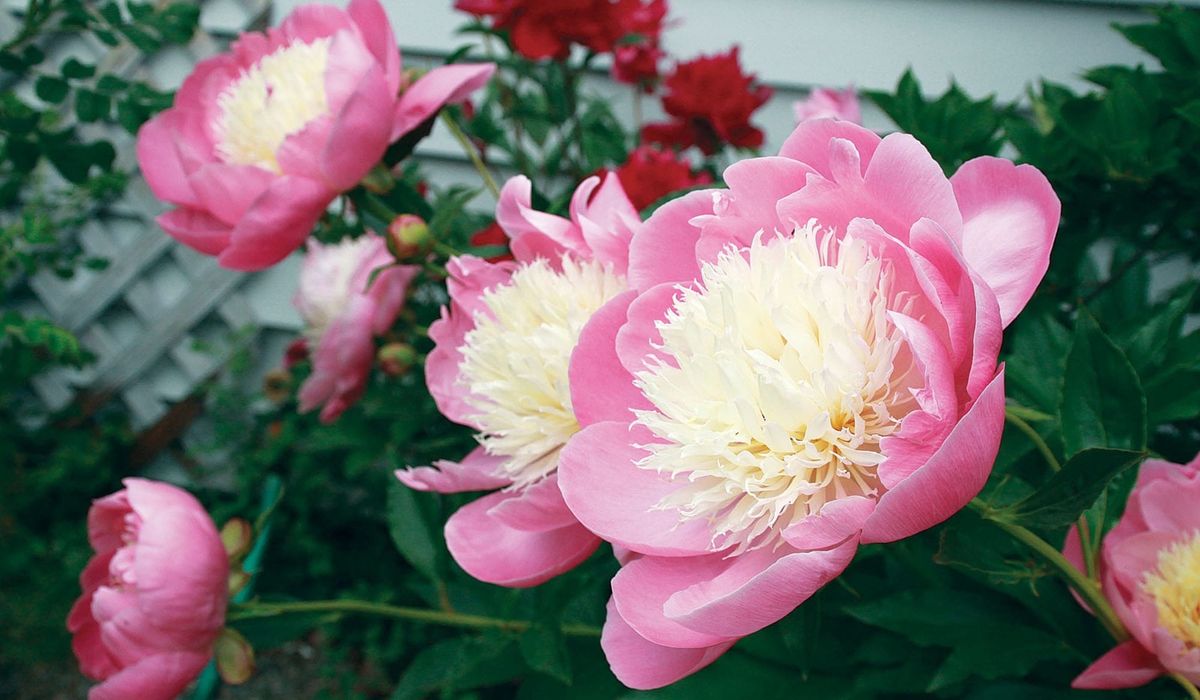 Willow garden tour returns with five stops showcasing local blooms