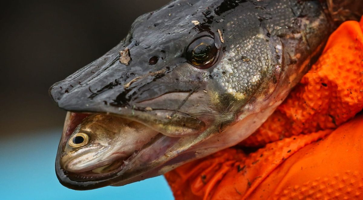 'A growing dumpster fire': An invasive predator is wreaking havoc on Mat-Su salmon