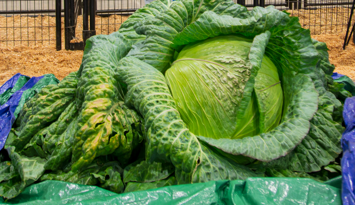 Cabbage king cashes in again with one of the largest entries in fair history