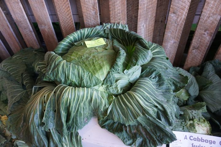  A 74-pound cabbage grown by Keevan Dinkel of Wasilla