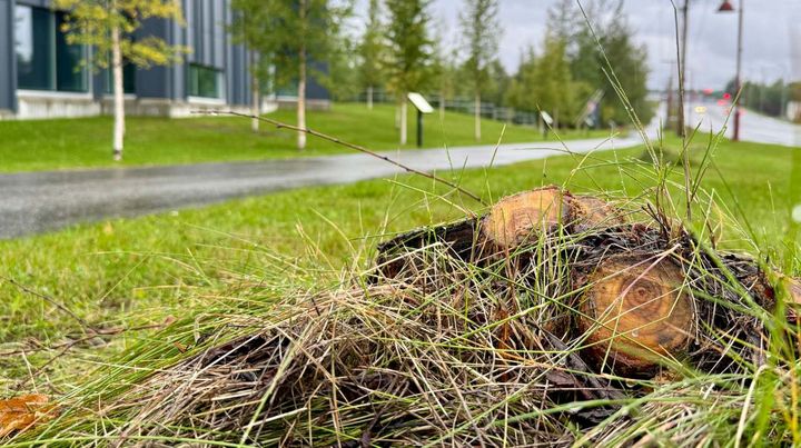 Alaska officials impose statewide ban on two kinds of invasive trees