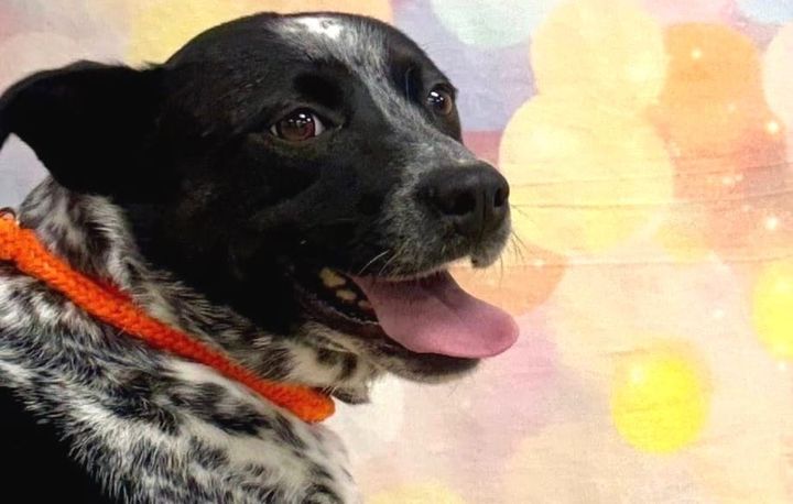 Second surviving dog recovered in Mat-Su cruelty case; borough names special investigator