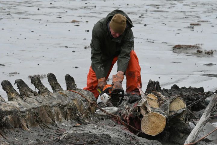 A man harvests a whale carcass that washed ashore near Anchorage in late 2024