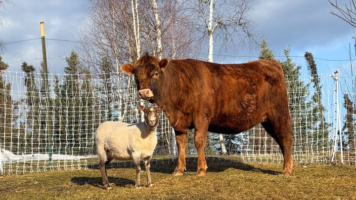 Cow and sheep. 