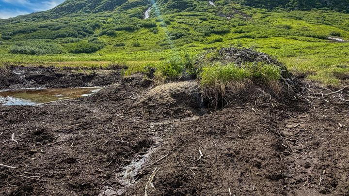 Archangel Road beavers, ponds removed to prevent flooding