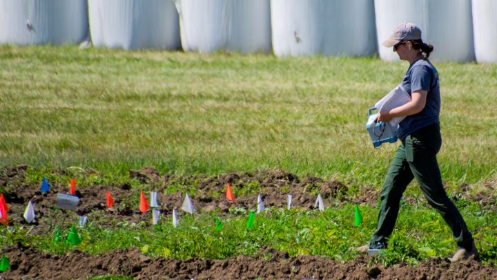 Erin Oliver, a Washington State University researcher studying kelp as a soil fertilizer, records daily soil moisture