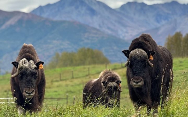 Musk Oxen at the Musk Ox farm in Palmer. (Photo courtesy of the Musk Ox Farm)