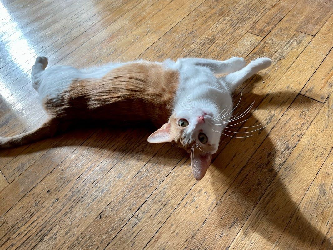 An orange and white cat lying on her side on a hardwood floor, looking up at the camera.