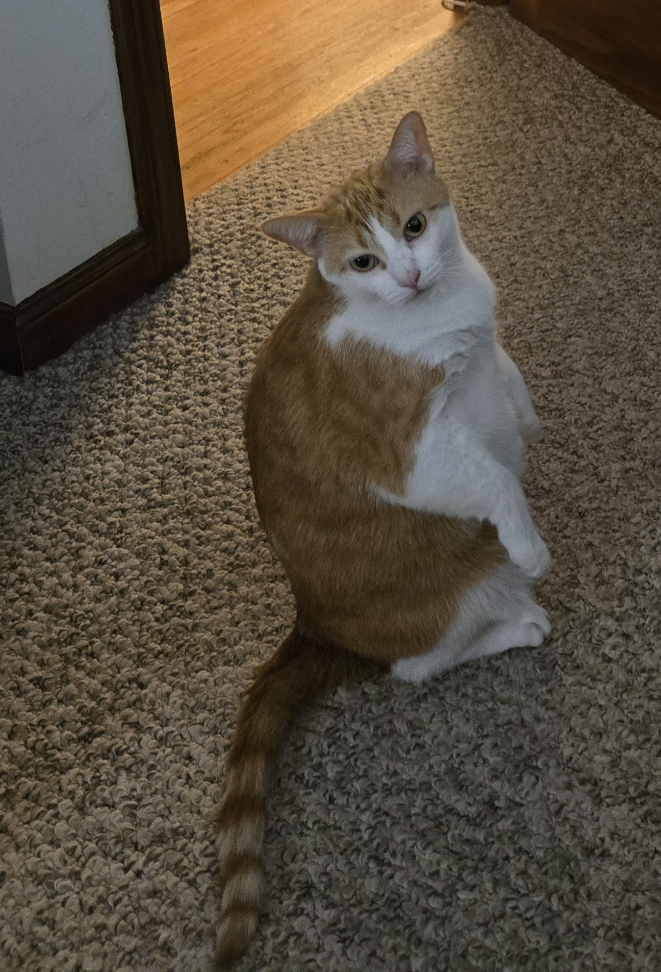 An orange and white tabby cat standing on her hind legs. Because she's Momo.