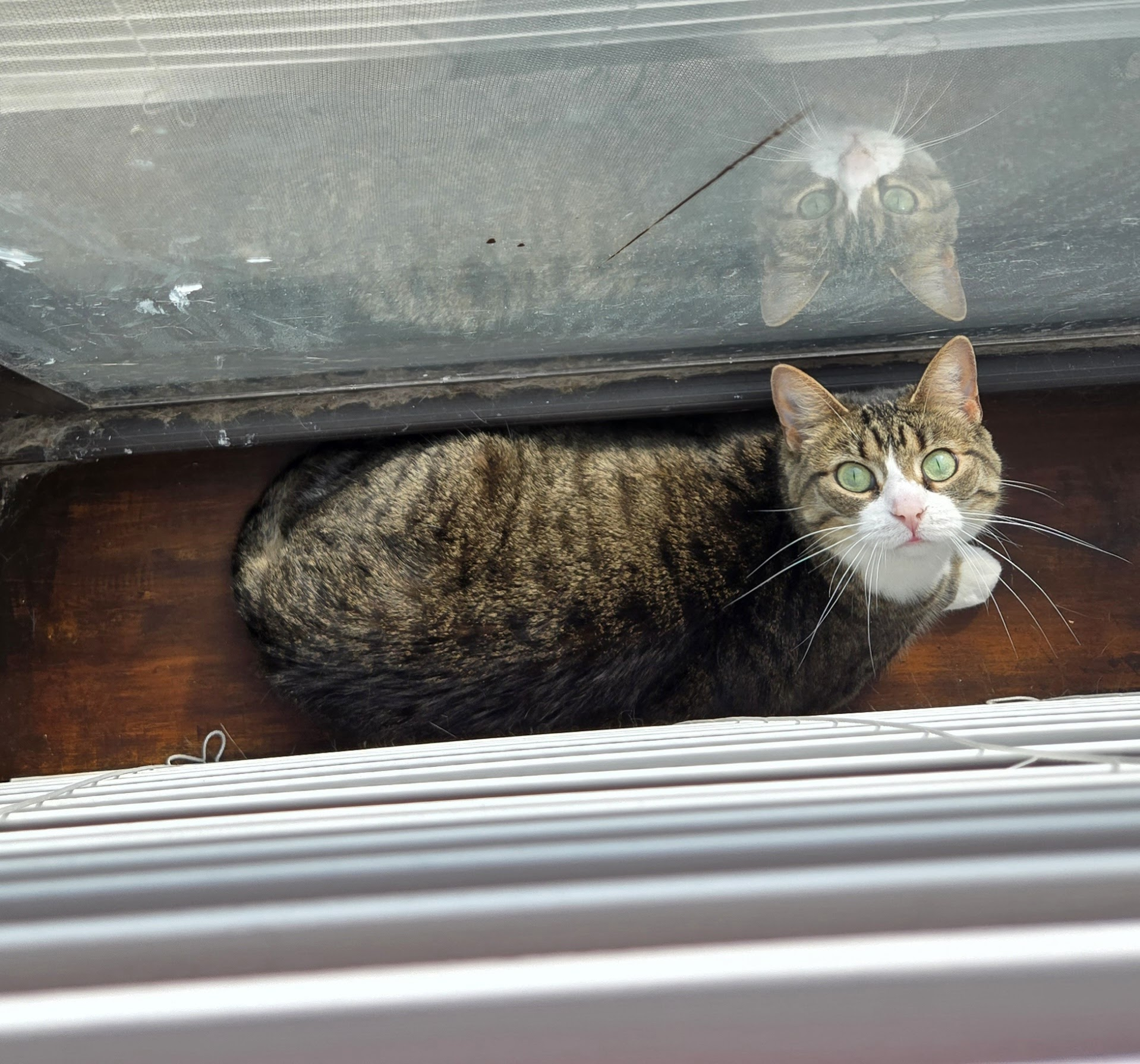 A brown and white tabby cat sits on a narrow windowsill between the window and blinds, looking up at the camera as if to ask how the photographer even got in here.