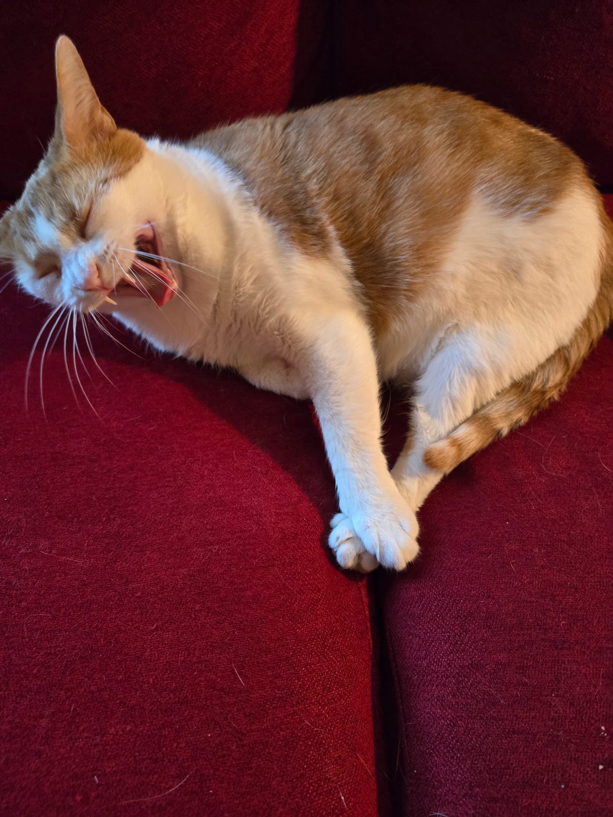 An orange and white cat, yawning so it looks like she's screaming into the void.