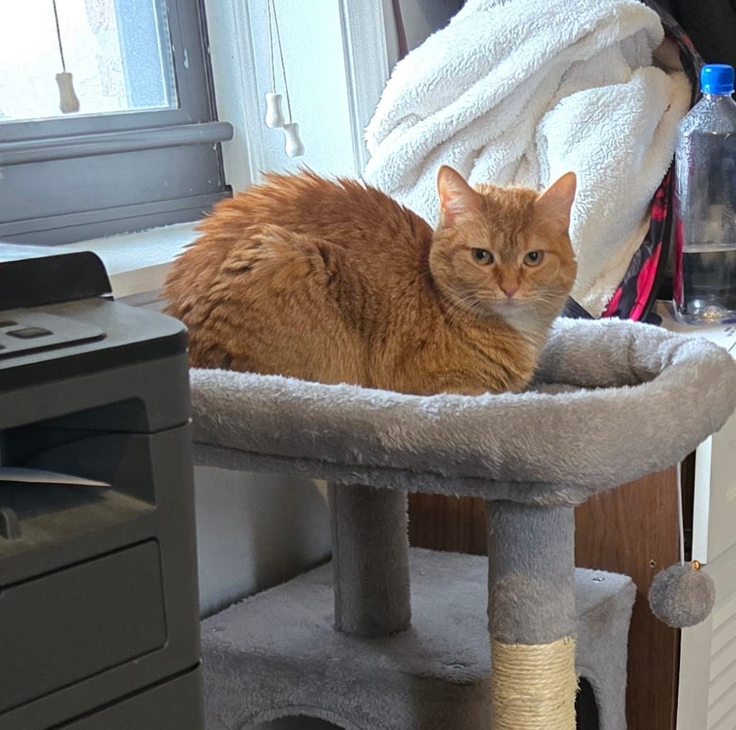 An orange tabby cat sits in the top tier of an upholstered cat tree, staring at you like you owe her something. Probably more dry food.