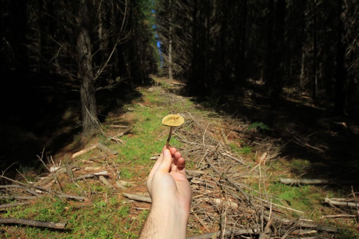 The psychedelic plants hiding in Australian backyards