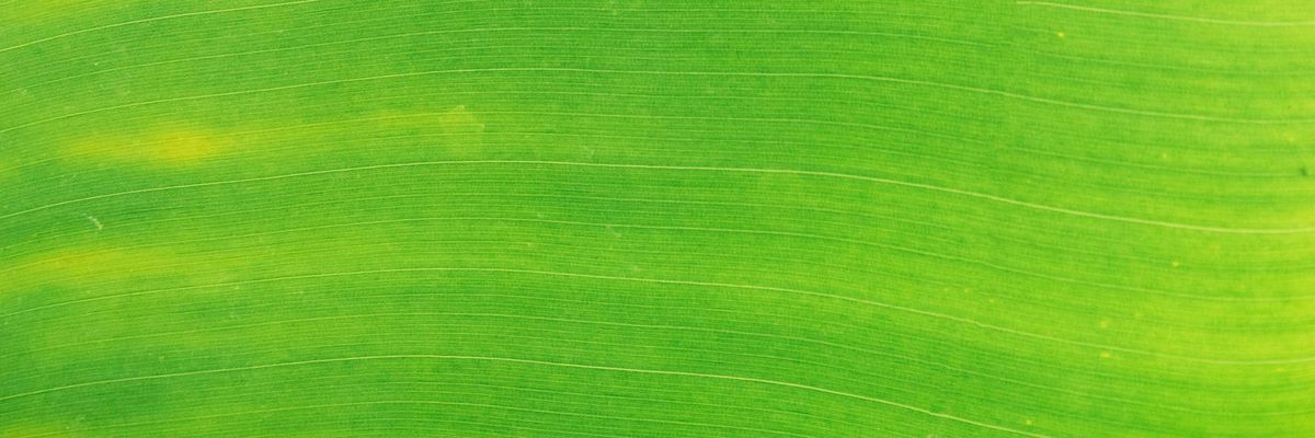 10 Undervalued Dividend Growth Stocks: August 2025