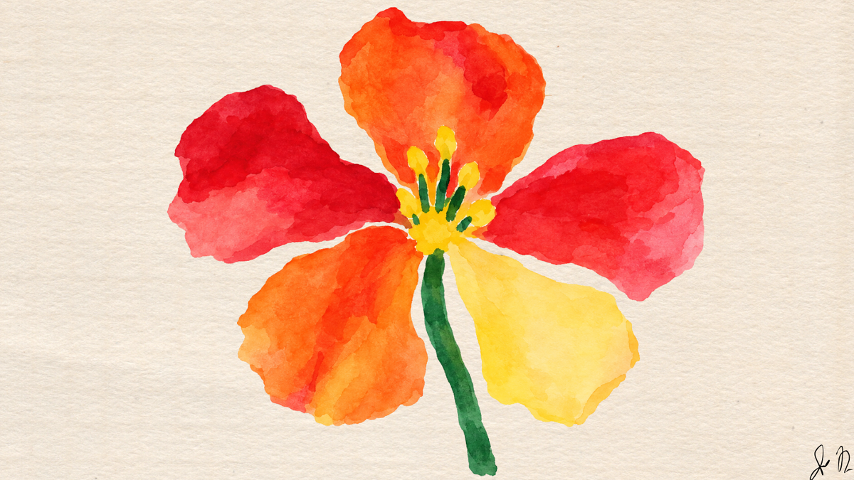 Nasturtiums